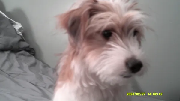 St. Louis rescue puppy Boba named MVP as Team Fluff wins the 2026 Puppy Bowl broadcast