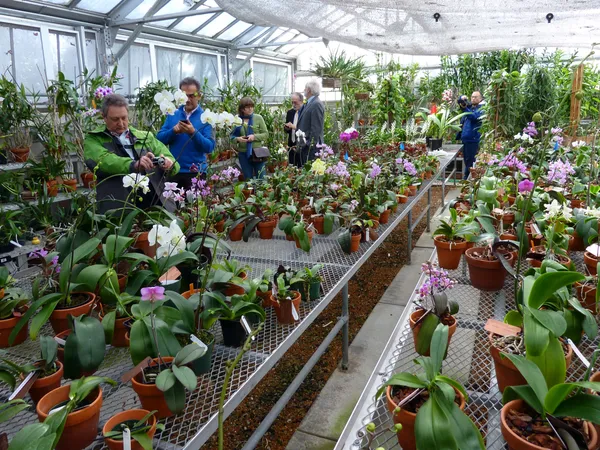 Orchids in Bloom and Grateful Dead Jams: What’s On in St. Louis Today