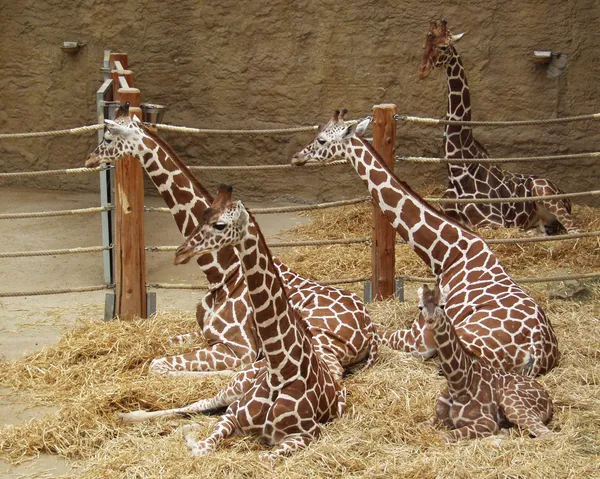 St. Louis Zoo euthanizes 15-year-old reticulated giraffe Ella after sudden decline and chronic arthritis